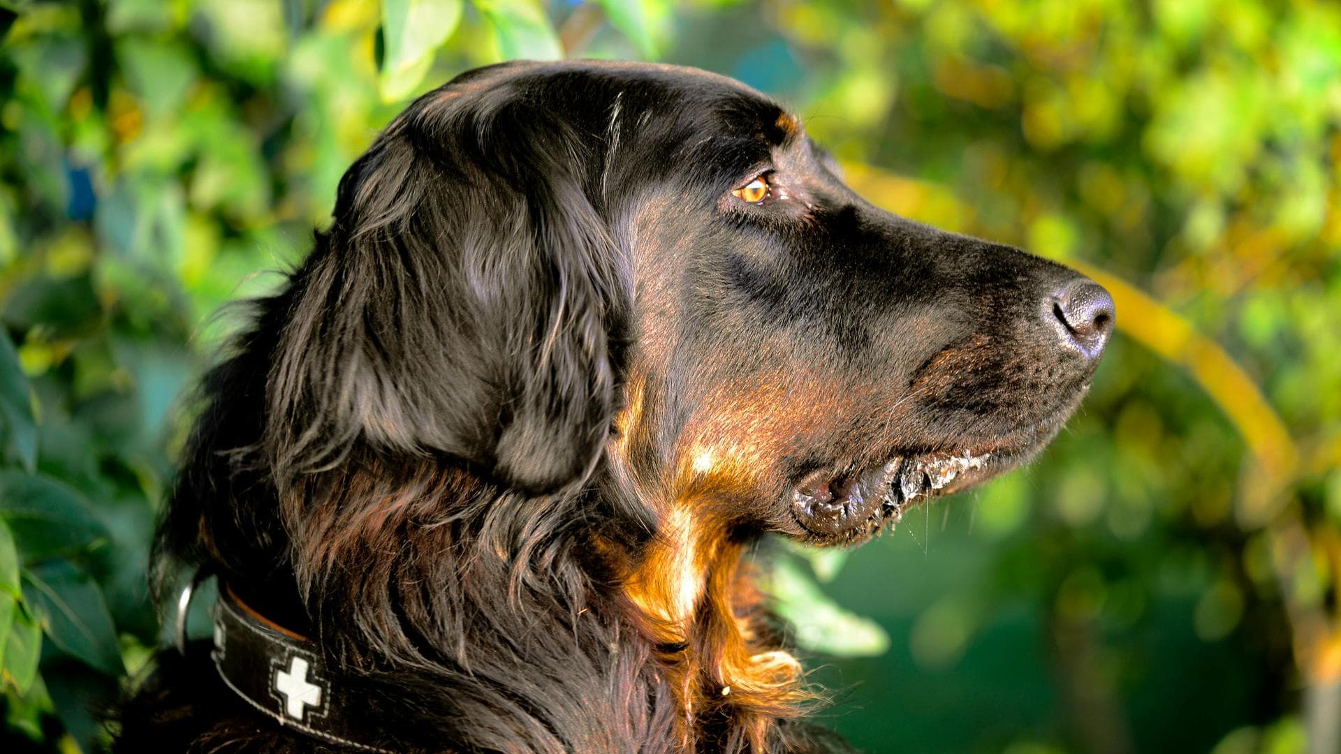Dog Euthanasia Put Down Prices in Stratford-upon-Avon