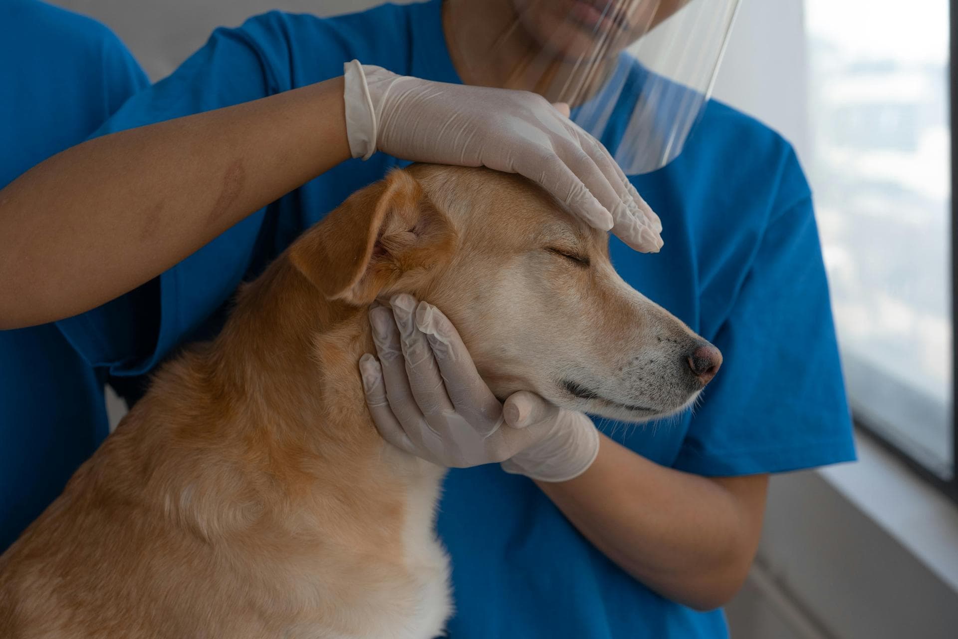 Dog Euthanasia Put Down Prices in Stratford-upon-Avon