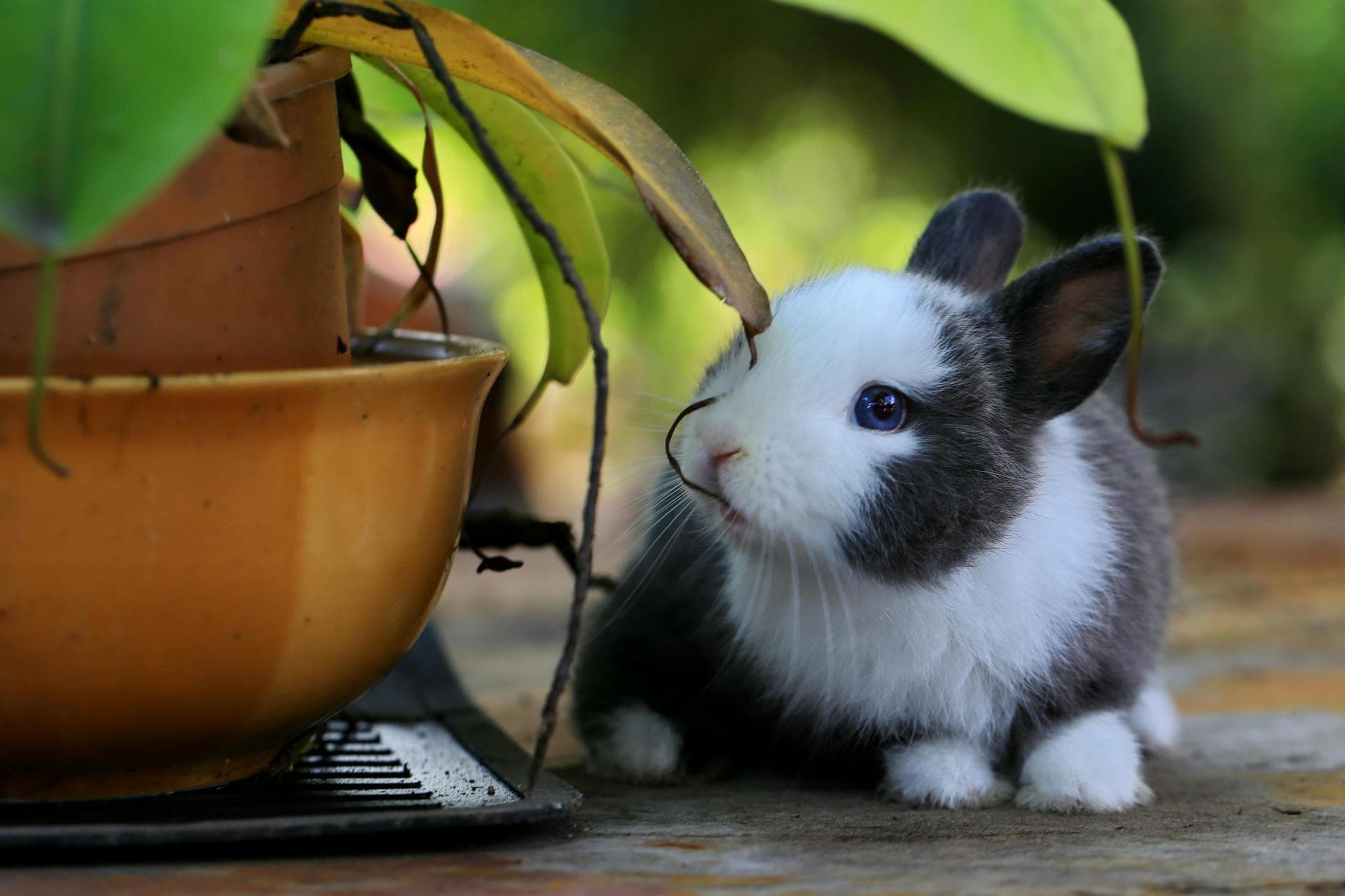 Emergency Vets in Stratford-upon-Avon