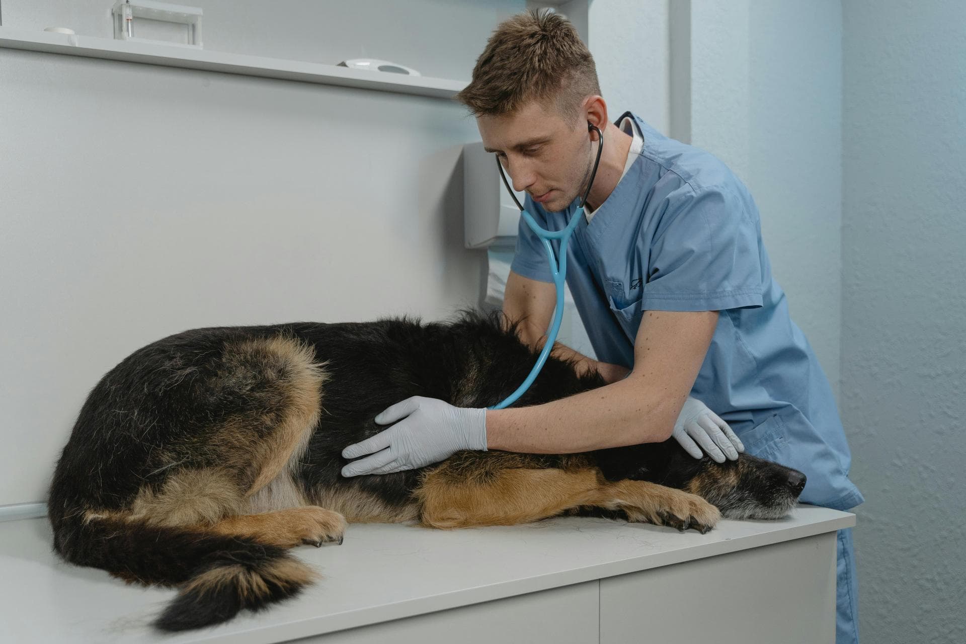 Emergency Vets in Stratford-upon-Avon