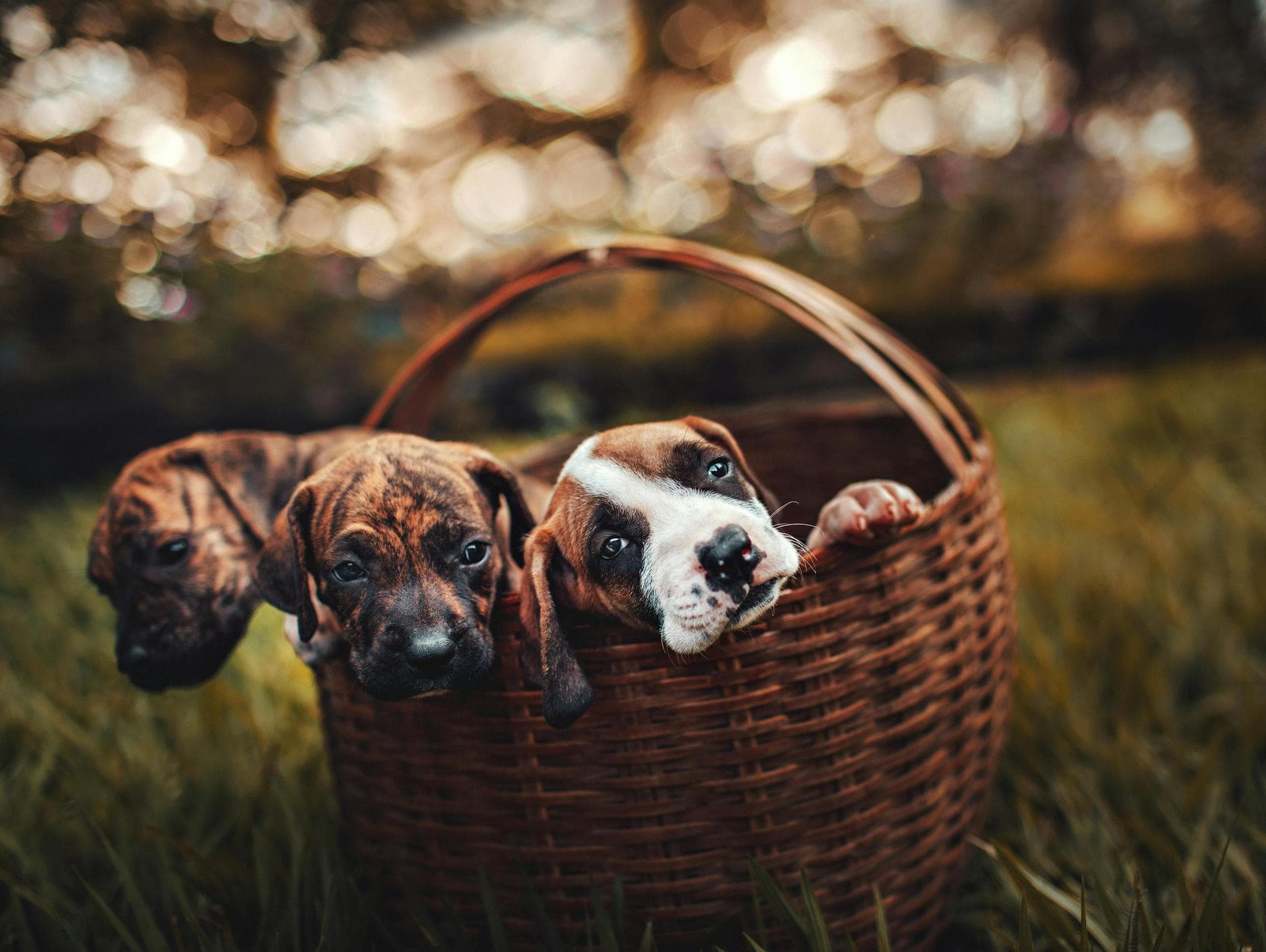 Follow-up Vet Appointment Prices in Stratford-upon-Avon
