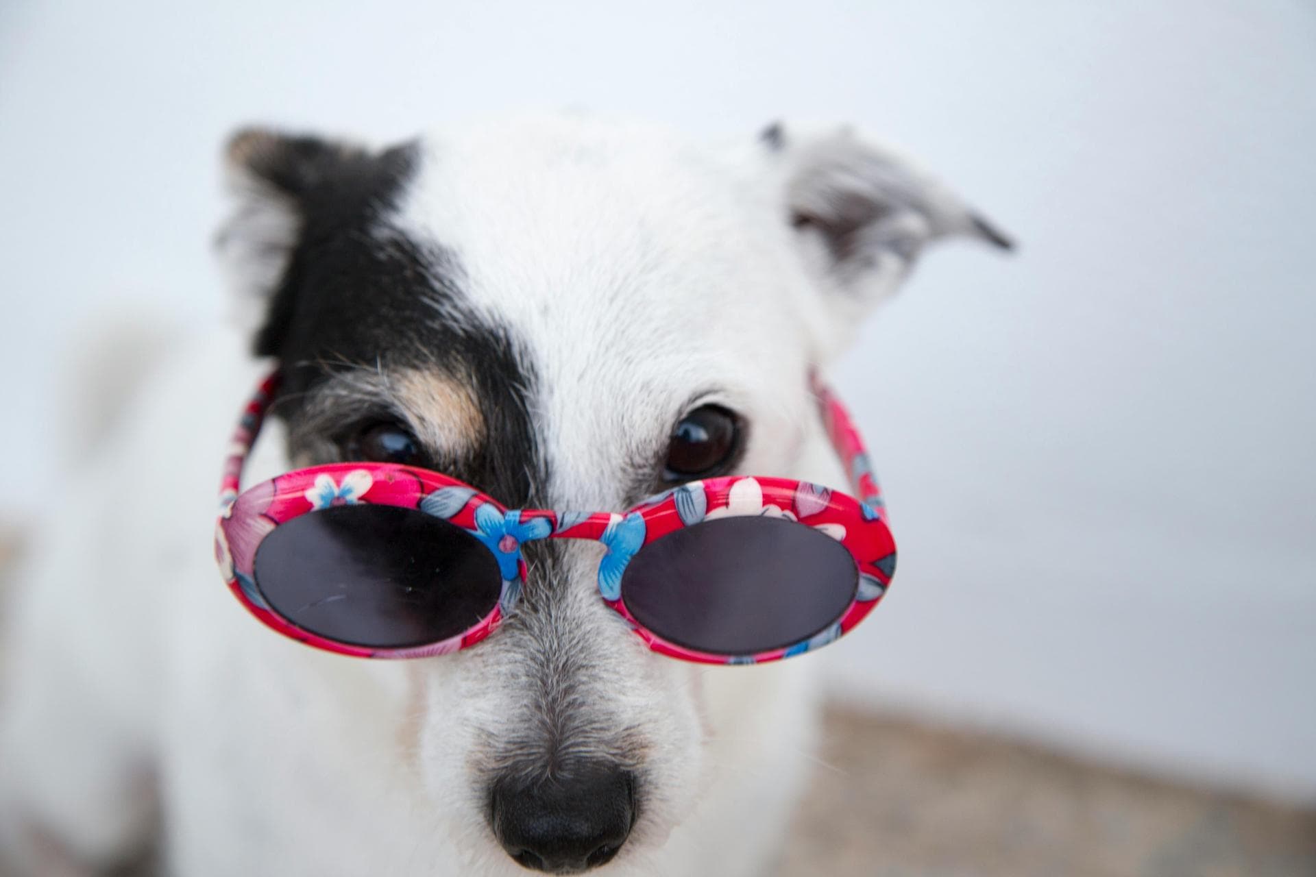 Dog & Cat Vets in Stratford-upon-Avon