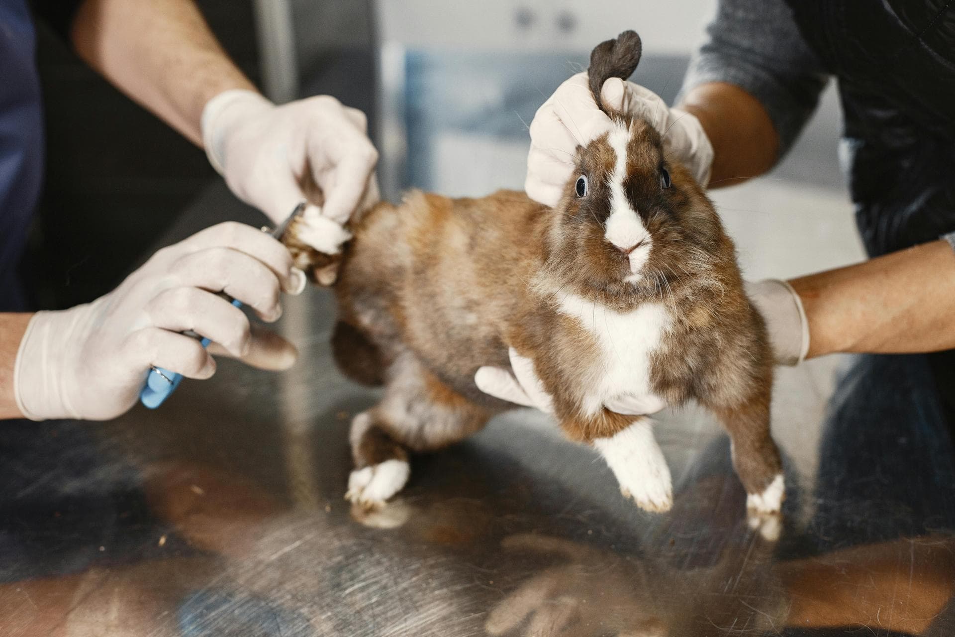 Vet Prices in Stratford-upon-Avon
