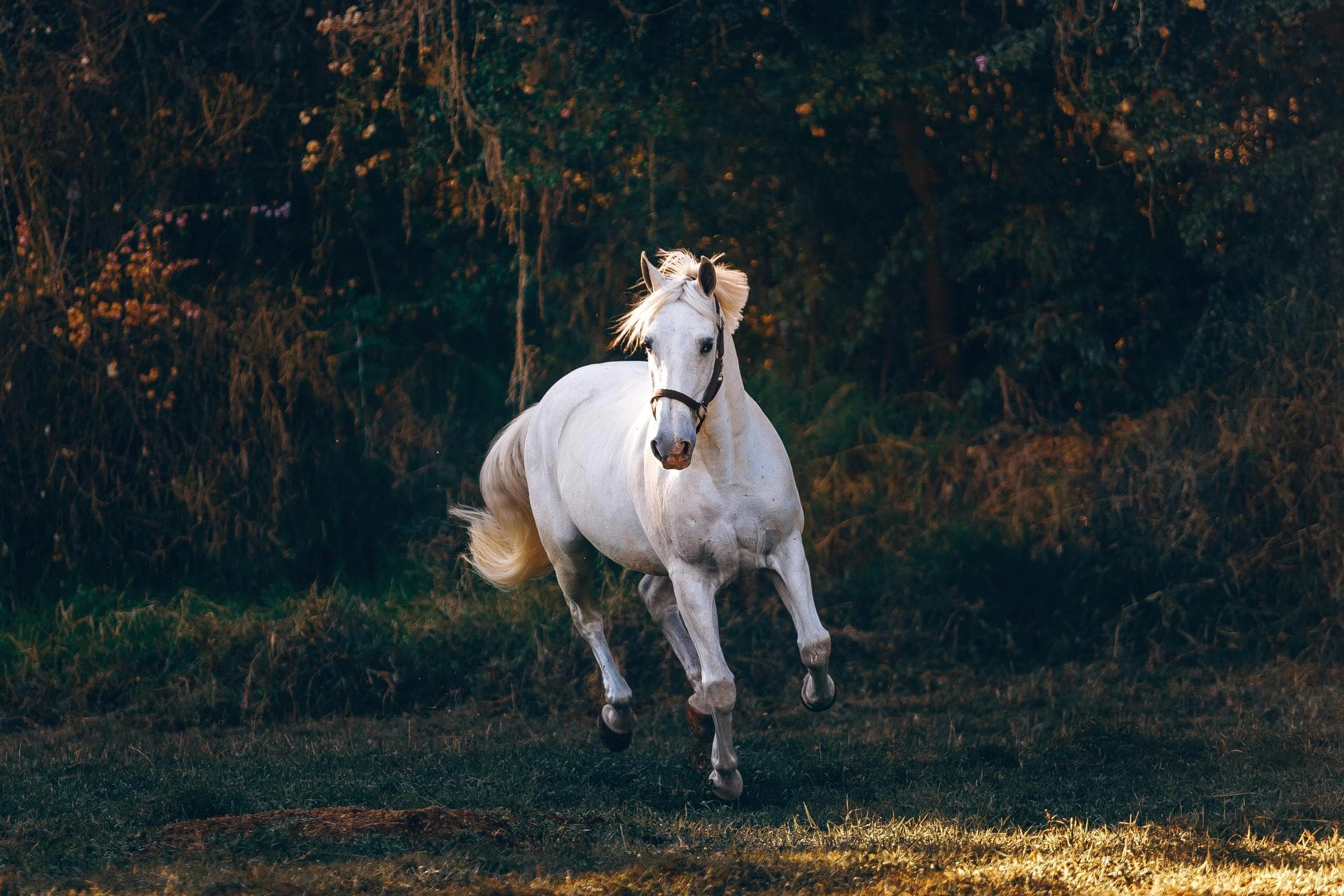 Farm & Large-Animal Vets near Stratford-upon-Avon